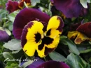 kwiat, Flower, garden, photo by Anna85