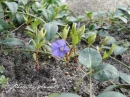 kwiat, Flower, garden, photo by Anna85