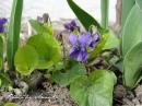 kwiat, Flower, garden, photo by Anna85