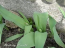 kwiat, Flower, garden, photo by Anna85