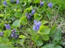 kwiat, Flower, garden, photo by Anna85