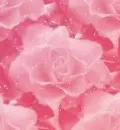 pink rose