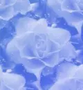 blue rose