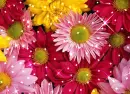 FLORES DE COLORES ANIMADAS