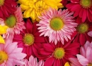 FLORES CON COLORES