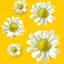 FLORES BLANCAS CON FONDO AMARILLO
