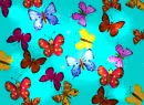 butterfly colors