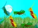 grasshoppers
