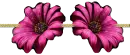 flores rosadas