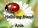 hello