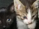 cattt