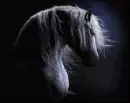 Horse ani
