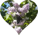 Butterfly Heart