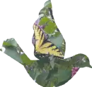 Butterfly Dove