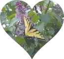 Butterfly Heart