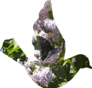 Butterfly Dove