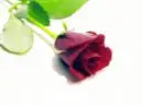 red Rose