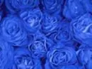 Blue Rose