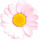 Rainbow Flower