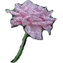 a pink rose