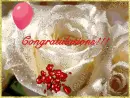 Congratulations, a white rose