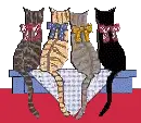 gatos