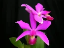 orquÃ­dea