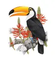tucano