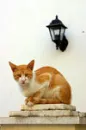 gato