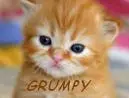 grumpy kitten