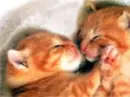 Two Red Kittens