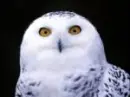 White Owl