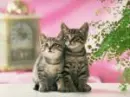Cute Kitten