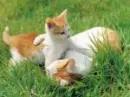 Kittens