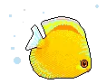 Sea Anmal