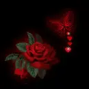 Rose with butterfly