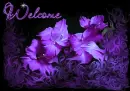 Welcome-purple flowers
