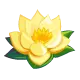 Lotus Flower