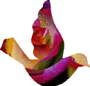 Rainbow Dove