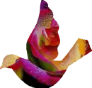 Rainbow Dove