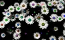 Lovely Daisies animaded