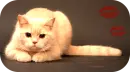 cat, kot brytyjski