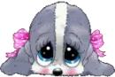 cute puppy