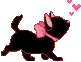 black cat