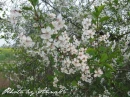 kwiat, Flower, garden, Photo by Anna85
