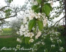 kwiat, Flower, garden, Photo by Anna85