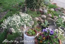 kwiat, Flower, garden, Photo by Anna85