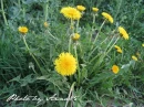 kwiat, Flower, garden, Photo by Anna85