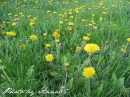 kwiat, Flower, garden, Photo by Anna85