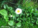 kwiat, Flower, garden, Photo by Anna85